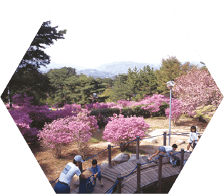 桃色の梅が咲いた山の斜面