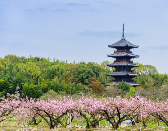 梅の花とその先に建つ備中国分寺五重の塔